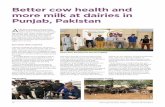 Better cow health and more milk at dairies in Punjab, Pakistan