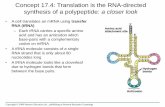Concept 17.4: Translation is the RNA-directed synthesis of ...