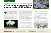 Production Tips for Top Performers Campanula persicifolia