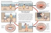 The Life Cycle of Trachoma - Carter Center