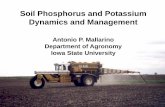 Soil Phosphorus and Potassium Dynamics and Management