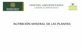 NUTRICIÓN MINERAL DE LAS PLANTAS