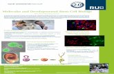 Molecular and Developmental Stem Cell Biology