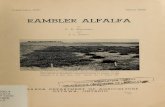 Rambler alfalfa - archive.org