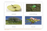 Life Cycle of an Apple - montessoriforeveryone.com