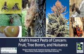 Landscape Insect Pests of Concern: Tree Borers and Others