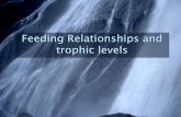 Feeding Relationships and trophic levels