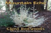 Mountain Echo - Sempervirens