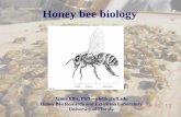 Honey bee biology