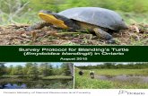 Survey Protocol for Blanding’s Turtle (Emydoidea ...