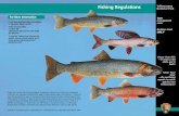 Fishing Regulations Yellowstone National Park