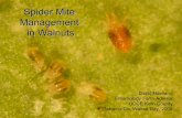 Spider Mite Management in Walnuts - Tehama County 4-H Camp