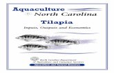Aquaculture in North Carolina ~ Tilapia - Department of Agriculture