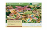Kaleidoscope Abelia - Puckett's Nursery