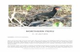 PERU (NORTHERN) REP - Birdquest
