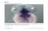 Hedgehog signaling is required at multiple stages of zebrafish