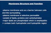 Membrane Structure and Function - Chula