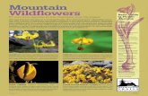 Mountain Wildflowers - Washington Trails Association