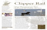Clapper Rail - Marin Audubon