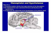 Diencephalon and Hypothalamus - Veterinary Anatomy Web Site Home Page