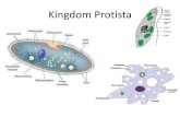 Kingdom Protista - Mr. Volkmann's Virtual Classroom