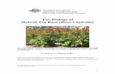 The Biology of Hybrid Tea Rose - OGTR