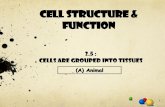 CELL STRUCTURE & FUNCTION - study-biology - home