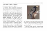 Starlings â€” Family Sturnidae