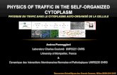 PHYSICS OF TRAFFIC IN THE SELF-ORGANIZED CYTOPLASM