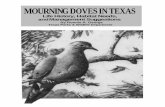 MOURNING DOVES IN TEXAS