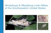 Mealybugs & Mealybug Look-Alikes of the Southeastern United States