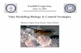 Vine Mealybug Biology & Control Strategies