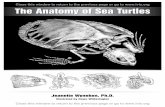 Gastrointestinal Anatomy - The Anatomy of Sea Turtles by