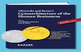 Olszewski and Baxterâ€™s Cytoarchitecture of the Human Brainstem
