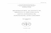 RESPIRATORY ACTIVITY IN MEDULLA OBLONGATA and its modulation by