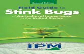 Field Guide Stink Bugs - Publications and Educational Resources