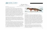 Wildlife Habitat Management Institute Swift Fox Vulpes velox