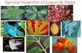 Spectral Properties of Leaves & Plants