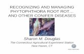 RECOGNIZING AND MANAGING PHYTOPHTHORA ROOT ROT AND OTHER