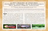 A New Species of Chelodina - IUCN/SSC Tortoise and Freshwater