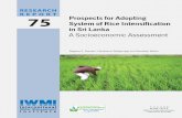 Prospects for Adopting System of Rice Intensification in Sri Lanka