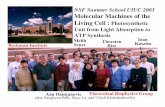 Molecular Machines of the Living Cell - Theoretical Biophysics Group