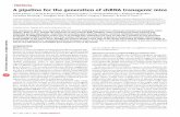 A pipeline for the generation of shRNA transgenic mice