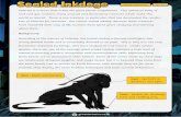 Scaled Inkdogs Y5 Y6 reading comprehension LA with answers