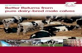 BEEF BRP MANUAL 10 Better Returns from pure dairy-bred ...