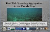 Reef Fish Spawning Aggregations in the Florida Keys