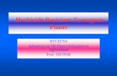 Herbicide Resistant Transgenic Plants
