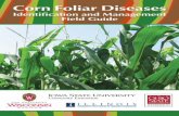 Corn Foliar Diseases - University of Illinois Extension