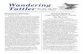 Wandering Tattler - Sea and Sage Audubon Society