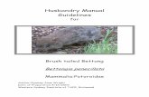 Common Marmoset -